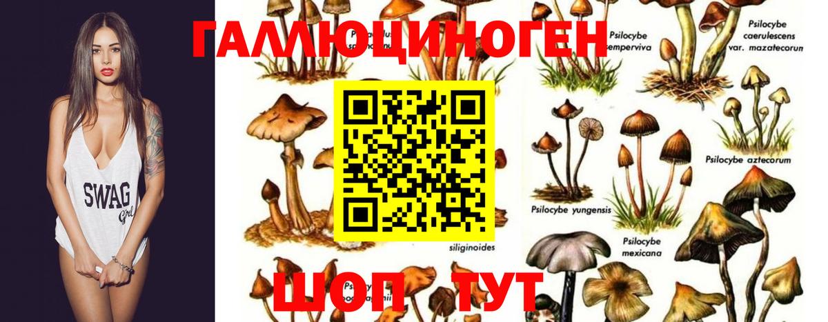 как найти наркотики  Галлюциногенные грибы Psilocybe  Зеленокумск  Вход с VPN  Галлюциногенные грибы Cubensis 